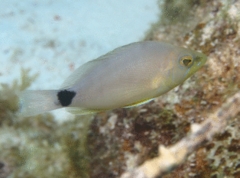 Hamlets - Butter Hamlet - Hypoplectrus unicolor