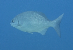 Chubs - Bermuda Chub - Kyphosus sectatrix