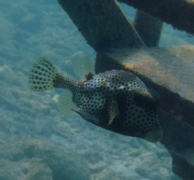 Trunkfish - Spotted Trunkfish - Lactophrys bicaudalis