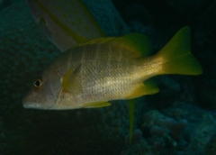 Snappers - Schoolmaster - Lutjanus apodus