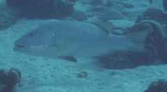 Snappers - Cubera Snapper - Lutjanus cyanopterus