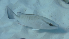 Snappers - Gray Snapper - Lutjanus griseus