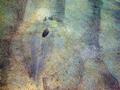 Flounders - Green Back Flounder - Rhombosolea tapirina