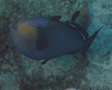 Triggerfish - Black Durgon - Melichthys niger