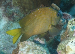 Damselfish - Yellowtail Damselfish - Microspathodon chrysurus