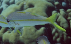 Goatfish - Yellow Goatfish - Mulloidichthys martinicus