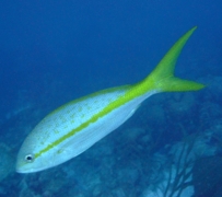 Snappers - Yellowtail Snapper - Ocyurus chrysurus