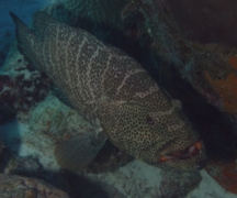 Groupers - Tiger Grouper - Mycteroperca tigris