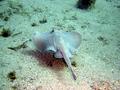 Rays - Sparsely Spotted Stingaree - Urolophus paucimaculatus