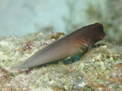 Blennies - Redlip Blenny - Ophioblennius macclurei