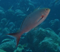 Seabasses - Creolefish - Paranthias furcifer