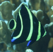 Angelfish - French Angelfish - Pomacanthus paru