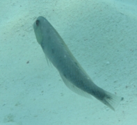 Razorfish - Rosy Razorfish - Xyrichtys martinicensis