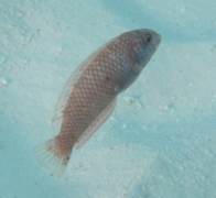 Razorfish - Green Razorfish - Xyrichtys splendens