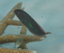 Razorfish - Green Razorfish - Xyrichtys splendens