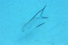 Jacks - Palometa - Trachinotus goodei