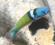 Wrasse - Bluehead Wrasse - Thalassoma bifasciatum