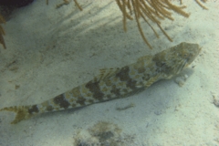 Lizardfish - Sand Diver - Synodus intermedius