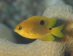 Damselfish - Threespot Damselfish - Stegastes planifrons