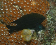 Damselfish - Longfin Damselfish - Stegastes diencaeus