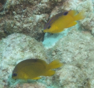 Damselfish - Longfin Damselfish - Stegastes diencaeus