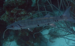 Barracuda - Great Barracuda - Sphyraena barracuda