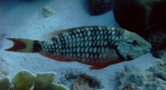 Parrotfish - Stoplight Parrotfish - Sparisoma viride