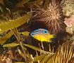 Damselfish - Bigscaled scalyfin - Parma oligolepis