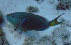 Parrotfish - Stoplight Parrotfish - Sparisoma viride