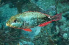 Parrotfish - Redband Parrotfish - Sparisoma aurofrenatum