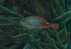 Parrotfish - Redband Parrotfish - Sparisoma aurofrenatum