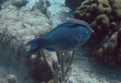 Parrotfish - Queen Parrotfish - Scarus vetula