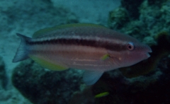 Parrotfish - Princess Parrotfish - Scarus taeniopterus