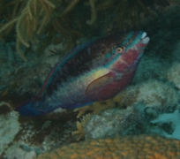 Parrotfish - Princess Parrotfish - Scarus taeniopterus