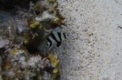 Damselfish - Blackbarred Demoiselle - Chrysiptera annulata