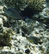 Surgeonfish - Sohal Surgeonfish - Acanthurus sohal