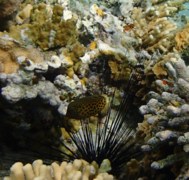 Trunkfish - Arabian Boxfish - Ostracion cyanurus