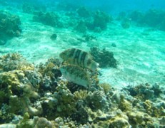 Wrasse - Broomtail Wrasse - Cheilinus lunulatus