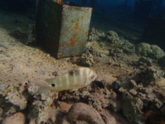 Damselfish - Blackspot Sergeant - Abudefduf sordidus