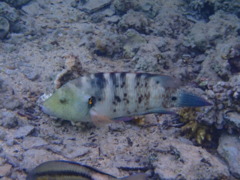 Wrasse - Broomtail Wrasse - Cheilinus lunulatus