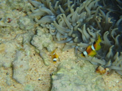 Damselfish - Red Sea Anemonefish - Amphiprion bicinctus