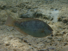 Parrotfish - Dotted Parrotfish - Calotomus viridescens