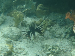 Lionfish - Lionfish - Pterois miles