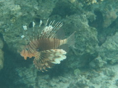 Lionfish - Lionfish - Pterois miles