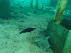 Wrasse - Bird Wrasse - Gomphosus caeruleus