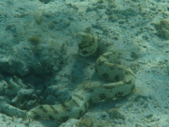 Moray - Snowflake Moray(Starry Moray Eel) - Echidna nebulosa