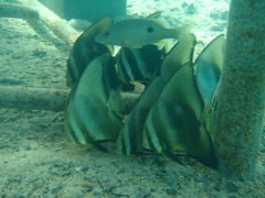 Spadefish - Circular Spadefish(Circular Batfish) - Platax orbicularis