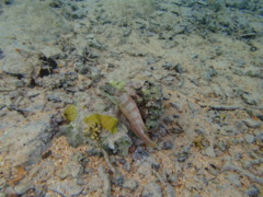 Groupers - Blacktip Grouper - Epinephelus fasciatus