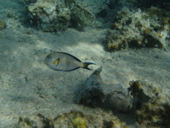 Surgeonfish - Sohal Surgeonfish - Acanthurus sohal