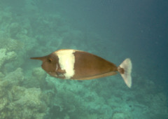 Surgeonfish - Spotted Unicornfish - Naso brevirostris